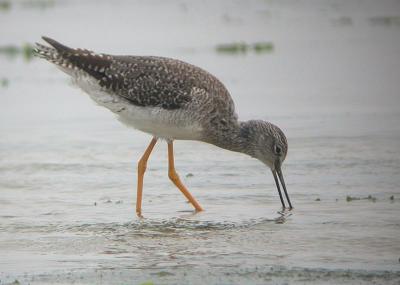 Greater Yellowlegs