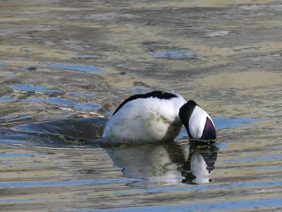 Bufflehead