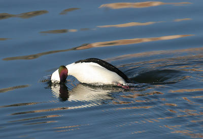 Bufflehead