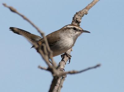 Bewick's Wren