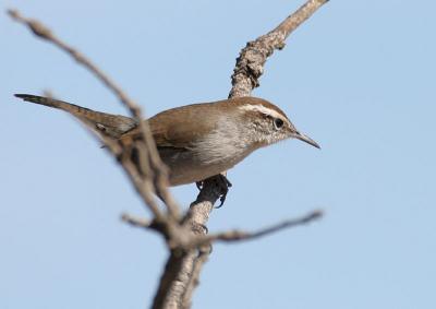 Bewick's Wren