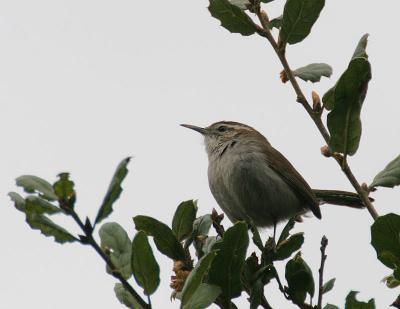 Bewick's Wren