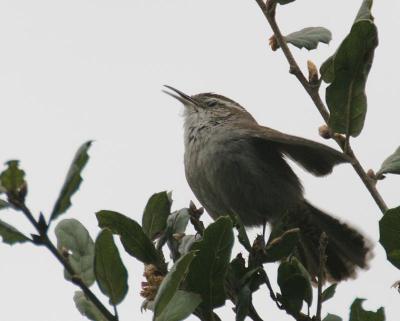 Bewicks Wren