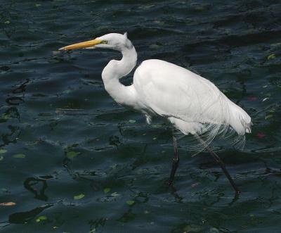 Great Egret