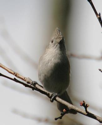 Oak Titmouse