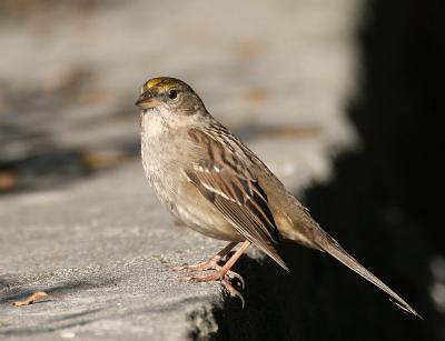 Golden-crowned Sparrow