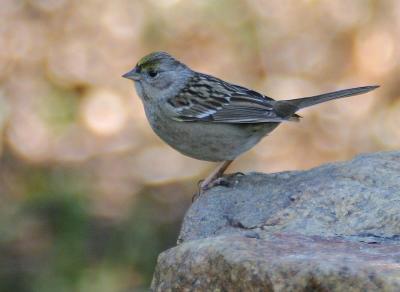 Golden-crowned Sparrow