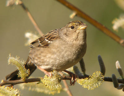 Golden-crowned Sparrow