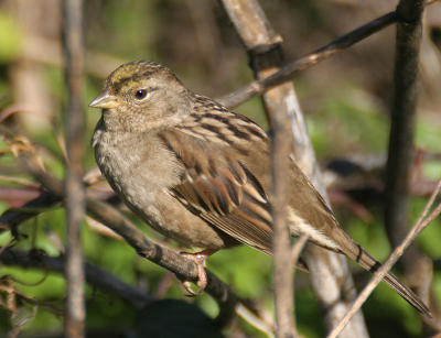 Golden-crowned Sparrow