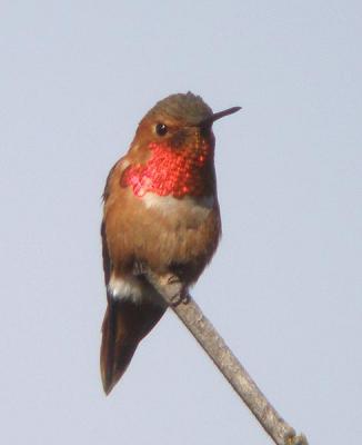 Allen's Hummingbird