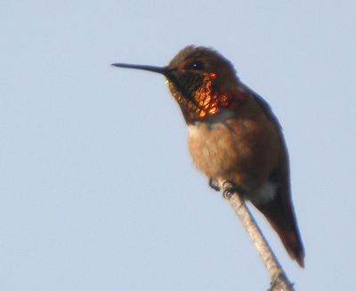 Allen's Hummingbird