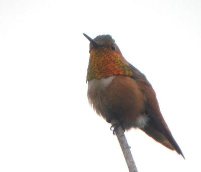 Allen's Hummingbird