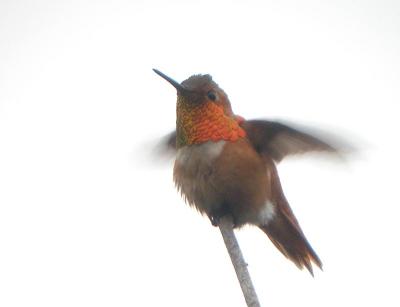 Allen's Hummingbird