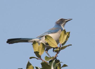 California Scrub-Jay