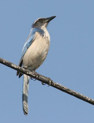 g3/58/287858/3/57128564.060225WesternScrubJay7134.jpg