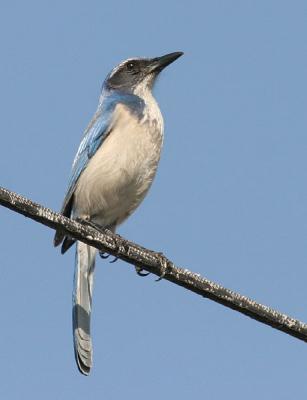 California Scrub-Jay