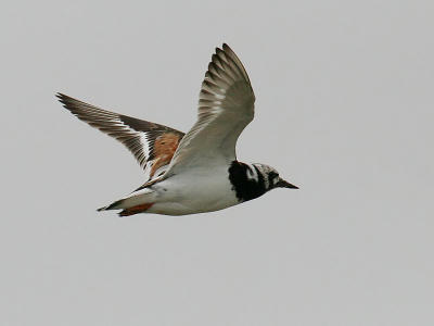 Ruddy Turnstone