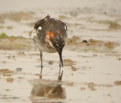 Red-necked Phalarope