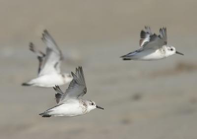 Sanderling