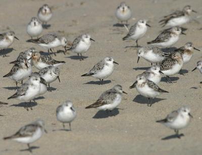 Sanderling