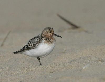 Sanderling