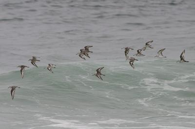 Sanderling