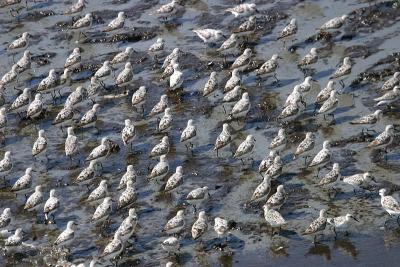 Sanderling