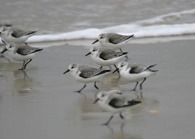 Sanderling