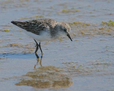 g3/58/287858/3/57592530.050828SemipalmatedSandpiper0684.jpg
