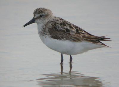 Semipalmated Sandpiper