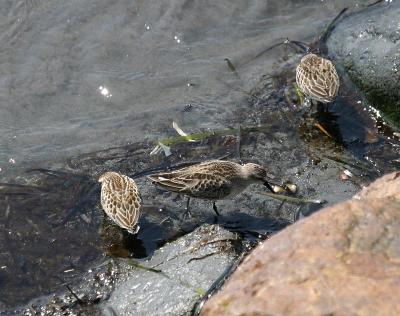 Semipalmated Sandpiper
