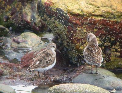 g3/58/287858/3/57592846.030809SemipalmatedSandpiper0499.jpg