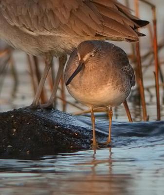 Long-billed Dowitcher