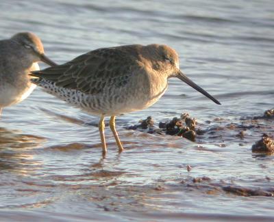 Long-billed Dowitcher