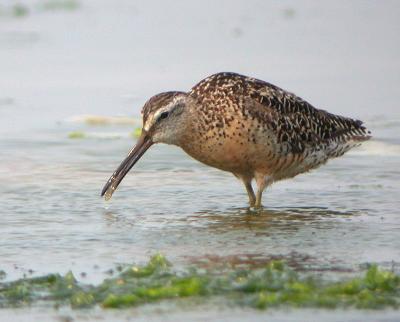 Short-billed Dowitcher (Prairie)