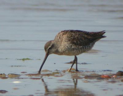 Short-billed Dowitcher (Atlantic)