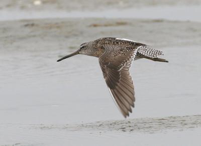 Short-billed Dowitcher