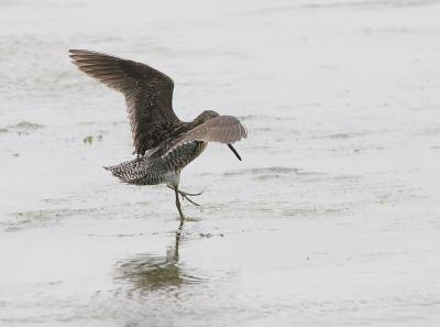 Short-billed Dowitcher (Atlantic)