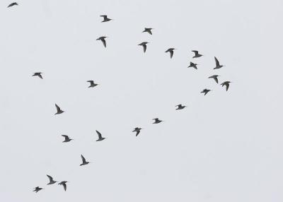 Short-billed Dowitcher (Atlantic)