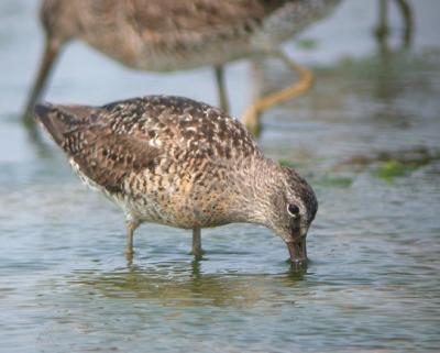 Short-billed Dowitcher (Atlantic)