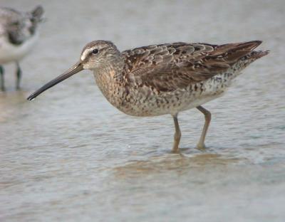 Short-billed Dowitcher (Atlantic)