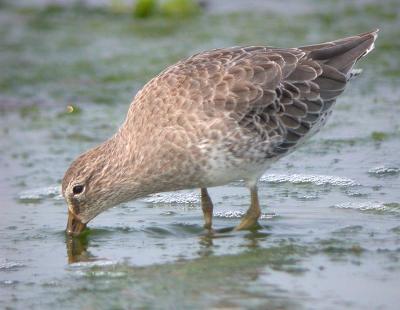 Short-billed Dowitcher (Atlantic)