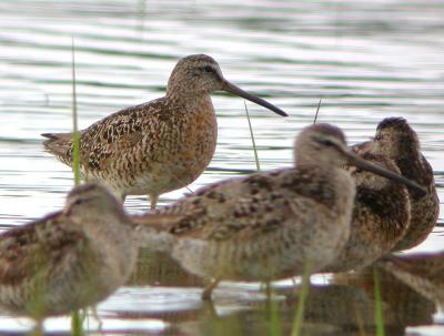 Short-billed Dowitcher (Atlantic)