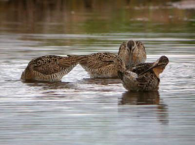 Short-billed Dowitcher (Atlantic)