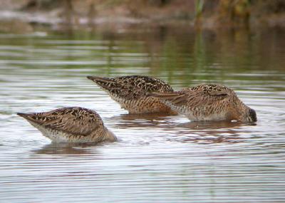 Short-billed Dowitcher (Atlantic)