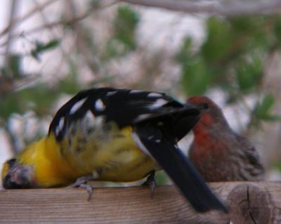 Yellow Grosbeak