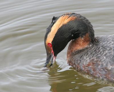 Horned Grebe