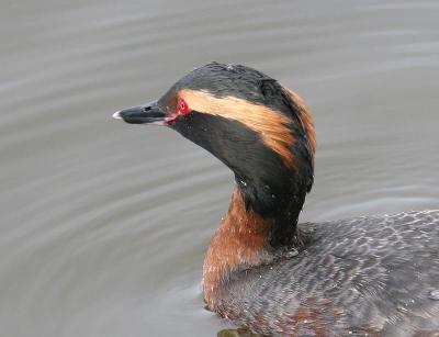 Horned Grebe