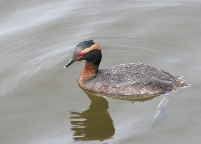 Horned Grebe