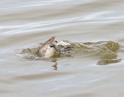 Horned Grebe